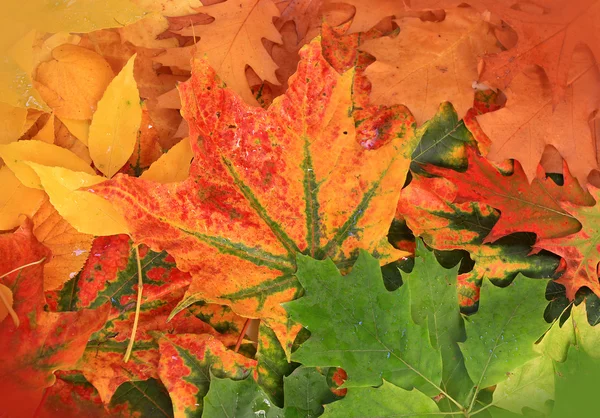 Осіннє листя барвистий фон — стокове фото
