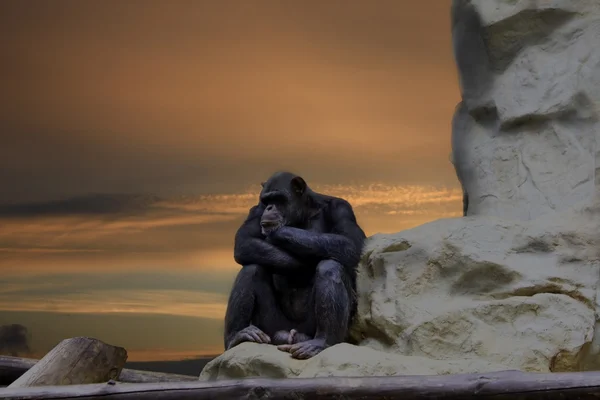stock image Waiting for idea, chimp thinking on the rock