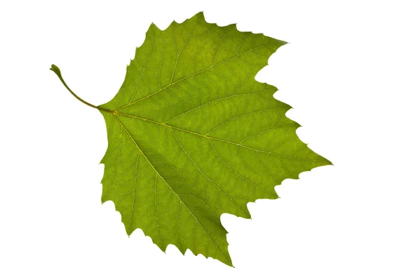 Green Maple Leaf isolated — Stock Photo, Image