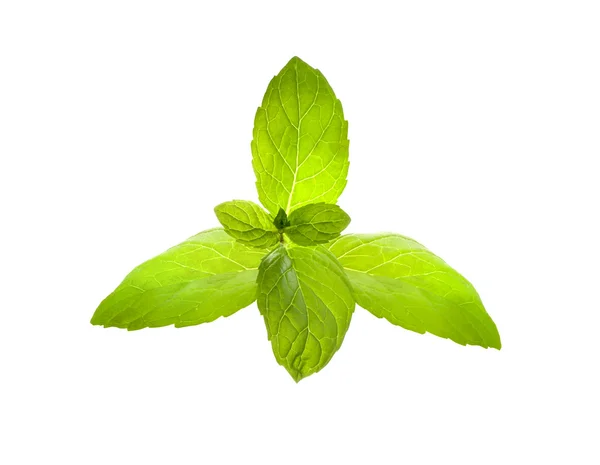 Green mint isolated on white background — Stock Photo, Image