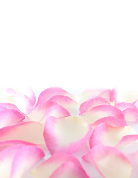 Bloemblaadjes van roze roos — Stockfoto