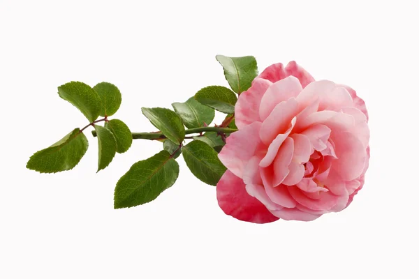 stock image Pink rose isolated