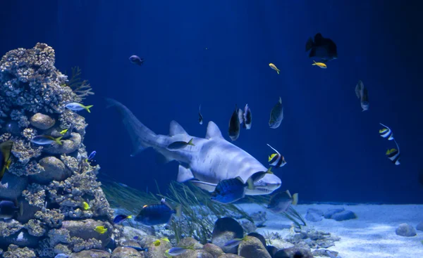 水族館のサメ — ストック写真