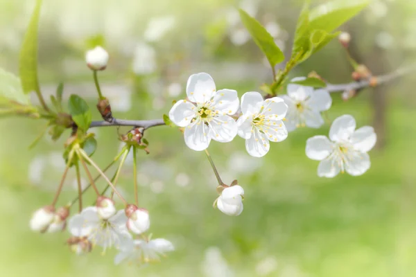 stock image Apple blossoms abstract background