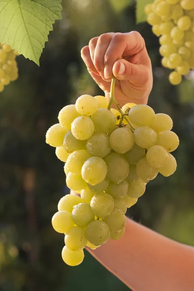 Szőlő szőlőültetvényen — Stock Fotó