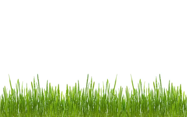 緑の草の露水の滴を分離 — ストック写真