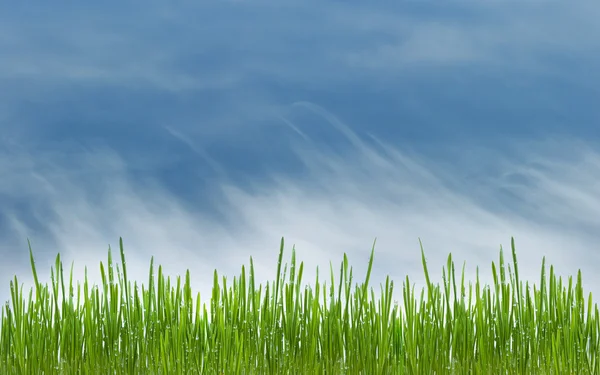 Green grass with water drops on meadow on blue sky — Stock Photo, Image