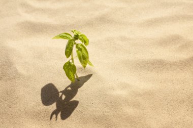 yeşil bitki kum yalnızlık ve iman kavramı yetişen