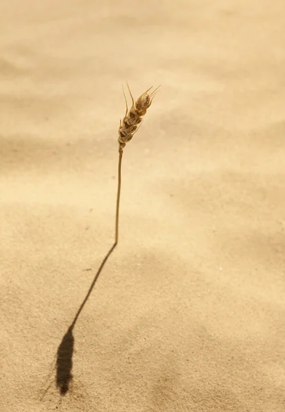 Ухо кукурузы растет в песке одиночества и веры концепции — стоковое фото