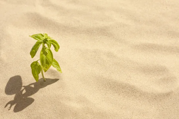 Зелена рослина росте в піщаній самотності і концепції віри — стокове фото