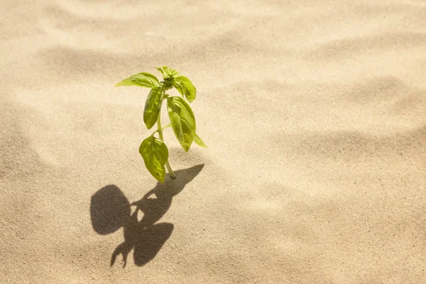 Grüne Pflanze wächst in Sandeinsamkeit und Glaubenskonzept — Stockfoto