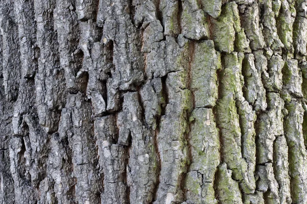 Estructura de fondo de corteza de árbol — Foto de Stock