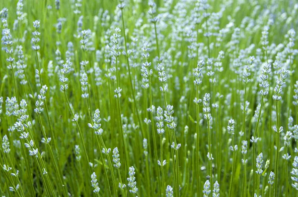 stock image Meadow grasses and flowers