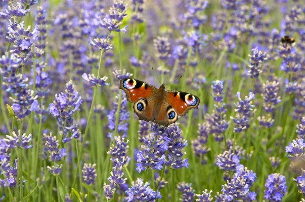 stock image Butterfly on lavender