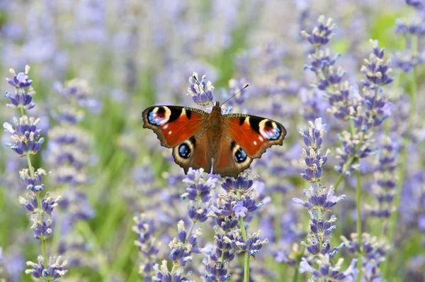 stock image Butterfly Inachis io on lavender