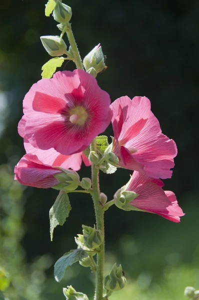 stock image Pink mallow blossoms