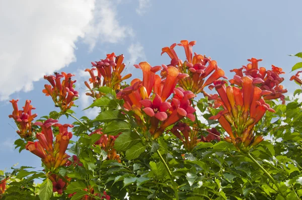 stock image Flowering bush weigela florida