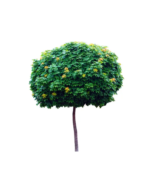 Lönnträd — Stockfoto