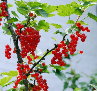 redcurrants bush üzerinde olgunlaştırmak