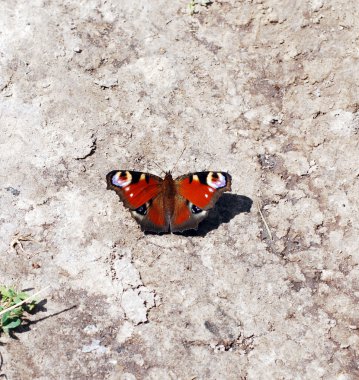 güzel butterflie