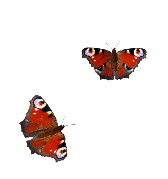 Two beautiful butterflies on a white background — Stock Photo, Image