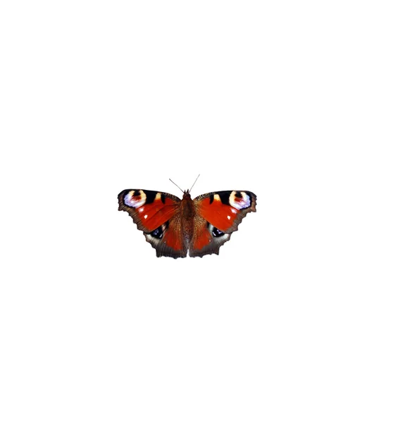 Schöner Schmetterling auf weißem Hintergrund — Stockfoto