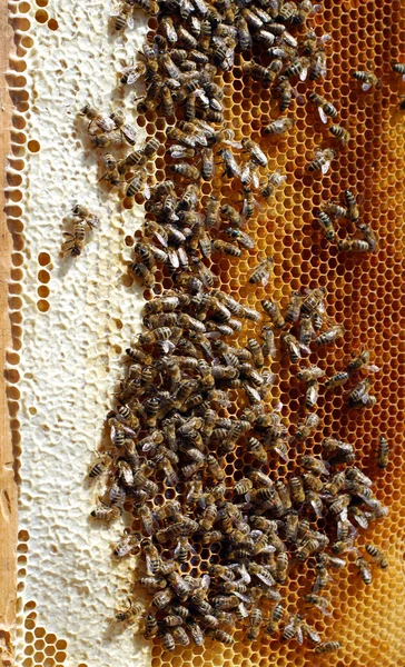Produceert honing honingbij familie in de zomer — Stockfoto