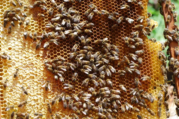 Produceert honing honingbij familie in de zomer — Stockfoto