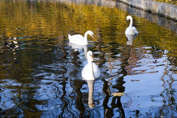 Tres hermosos cisnes nadando en un estanque en verano —  Fotos de Stock