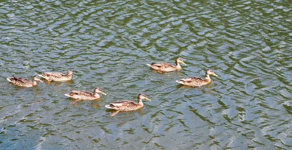 A family of ducks swimming in the lake — Stock Photo, Image