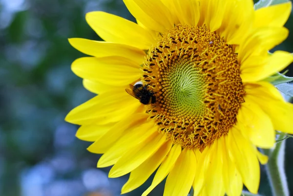 Пчела собирает пыльцу — стоковое фото