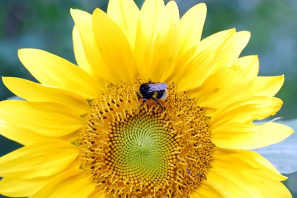 Stappla biet samlar nektar — Stockfoto