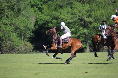 Polo oyunu