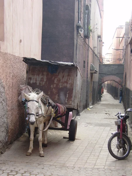 stock image Donkey in Marrakech