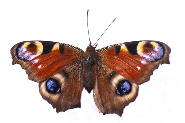 The butterfly peacock — Stock Photo, Image