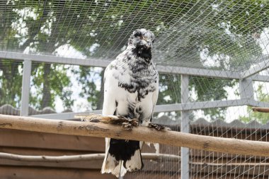 kumru-Macaristan dev