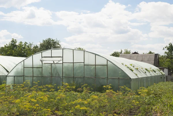 Homemade greenhouse (glasshouse) on the plot — Stock Photo, Image