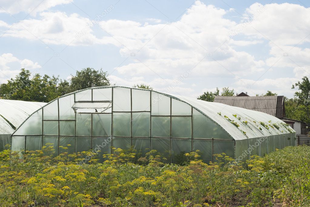 Homemade greenhouse (glasshouse) on the plot