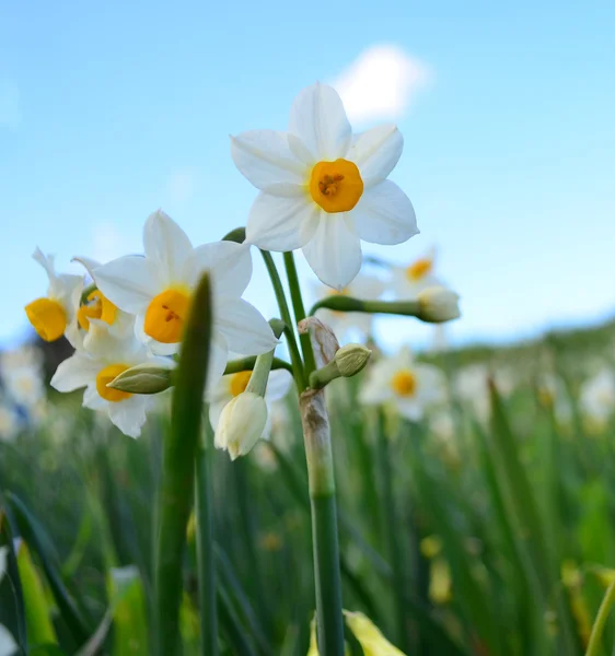Narcissus blomma i Maltesiska countyside — Stockfoto