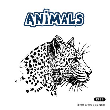 Jaguar clipart