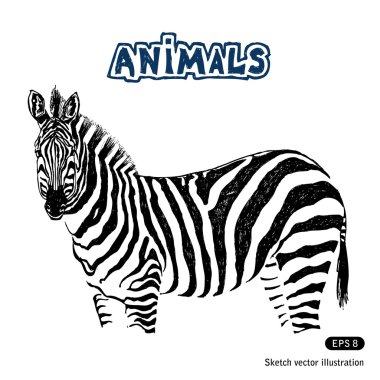 Zebra clipart