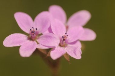 erodium cicutarium, redstem filaree, ortak stork's-bill pinweed