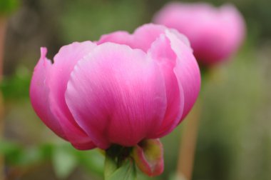 paenia broteri, broteroi Şakayık