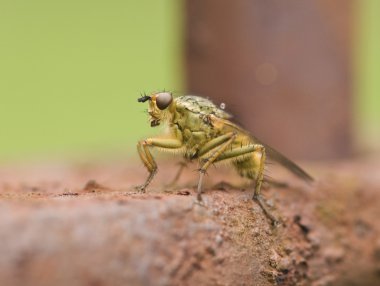 Scathophaga stercoraria, sarı gübre sineği