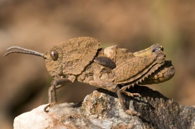 Ocnerodes fallaciosus