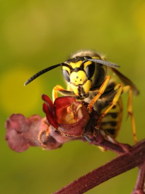 Vespula germanica, Alman sarı ceket, Avrupa yaban arısı