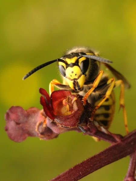 贡山小蠊，德国的黄色夹克，欧洲黄蜂 — 图库照片