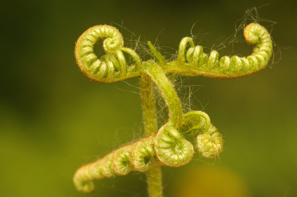 Pidium aquilinum, Common Brain, Brake Fern, Umbewe, Brake, Pasture Brain
