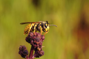 Vespula germanica, Alman sarı ceket, Avrupa yaban arısı