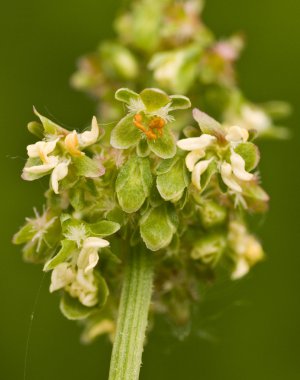 Rumex Zie conglomeratus, polygonaceae, geclusterd-dock; sharped-dock